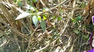 Gaon wali Bhabhi ko jungle ke khet me jhuka kar choda