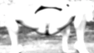 Deutsche Lesung Ann Cathrine Kronauer