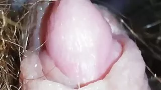 Huge throbbing clitoris