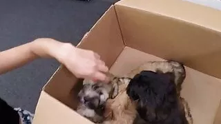 PAWG with braids gets pounded by pawnshop owner