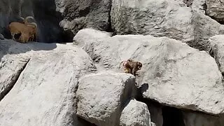 Skank gives pov head and rides