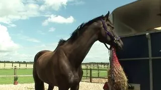 Busty brunette gives head before fucking with a horny dude