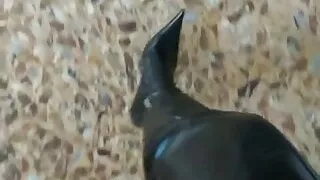 Amateursex, BDSM, Domina, Ladyboy, Latexsex, POVsex