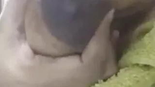 Desi Chennai Tamil girlfriend Big boob press