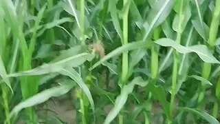 Blowjob in the car, sex in the field