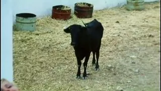 Ein lasterhafter Sommer (1982, France, German dub, full DVD)