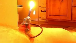 BDSM, Schwuler Sex, Kleiner Schwanz