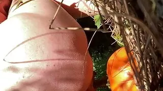 Pumpkin Humping