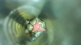 Inside Erika Oak's Fleshlight