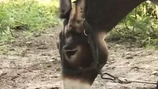 ROSALIA CATANESE - (Full Movie - HD Restyling Version)