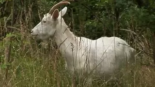 Julia has anal sex before she gets cum in mouth