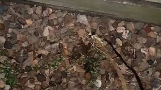 Uncut Foreskin Piss On Fence