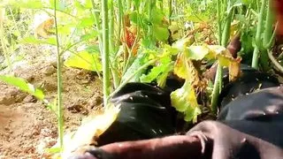 Khet Me Chudai Sasur Ne Ki Painful Sex In Jungle Outdoor Sex