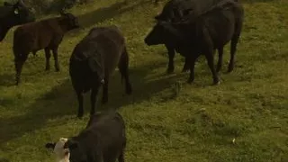 Heisser anal sex im wilden westen am lagerfeuer