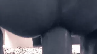 10 Inch Dildo Deep Training