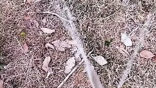 Problems with penis piercings.Part 1. Pissing outdoor, Cocky