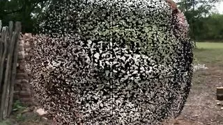 Just for fun – Lady Shakira dominates her sub outdoors with hard work