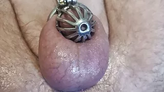 Mrs Chonk letting Mr Chonk out of his cock cage and then sucking his poor cock