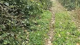 Running naked in the forest