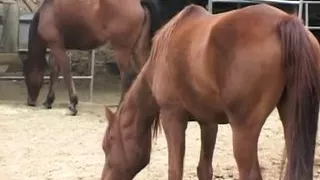 Pure Hardcore from USA!!! - Vol. #03