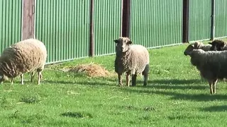 Germany goes Crazy for Sex!!!