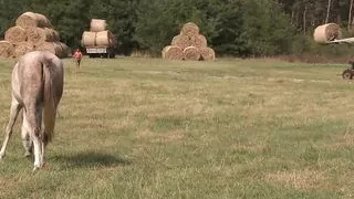 Stephanie Sierra loves outdoor anal sex