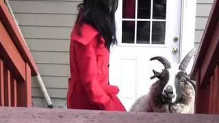 Evil lesbian mistress tortures her massage maid