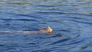 Arielle die Meerjungfrau - part #01