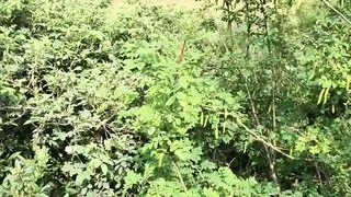 Quick Outdoor Sex with My New Stepmom. POV Doggystyle Fuck.