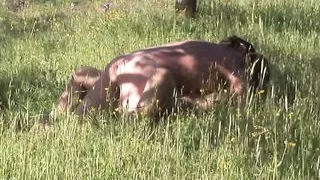 Alla Farnese in officina prude la Vagina - (Film Completo)