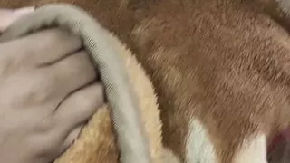 Mosi ki moti gand dekh kr Mosi ko hi chod dala clear hindi audio latest Indian porn roleplay sex video full HD