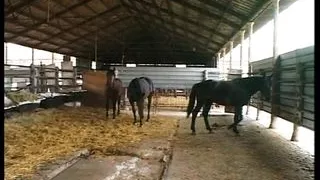 A SCUOLA DEL SIG. SIFFREDI - (Full Movie in HD Version