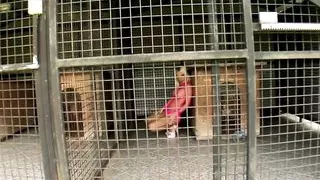 Megane Doll, French Babe Anally Fucked by Nick Lang, body stockings, outdoor, big ass babe, swallowing cum and gaping, T