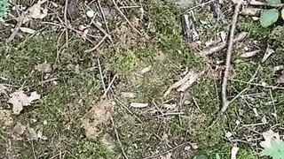 nice cumshot in the woods