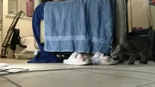 Thot in Texas Xvid - Worship soles Thick Thighs