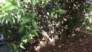 Handsome jock pissing outdoors in the extreme hot sunny day and hides under plants to avoid anyone seeing him