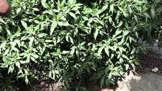 Draußen auf der Straße mit blinkendem Schwanz spazieren gehen, während Autos vorbeifahren und Lust und Angst beim öffentlichen Cruisen aufeinanderprallen