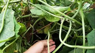 A Fat Cucumber Stretched my Hairy Pussy