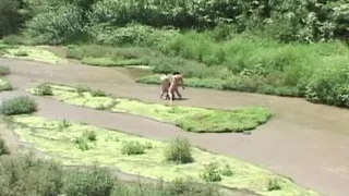 Audrey Hollander in threesome scene with double penetration