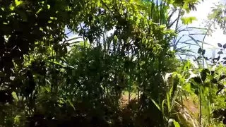 Village ka Desi big hot Lund