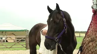 Footjob and some Titty Fuck in Horse trailer