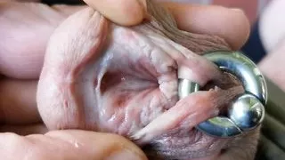 Subincision & Piercing