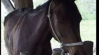 Storie Italiane di Puledre e Stalloni - Episode 1