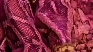 La Venere Bianca in MANUELA - (Full HD Version - Director