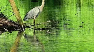 Being alone in the office pantry so this hot Asian guy recorded himself for a hot masturbation