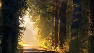 Einen asiatischen Schwanz in ein klares Glas Wasser tauchen und sehen, wie er größer wird