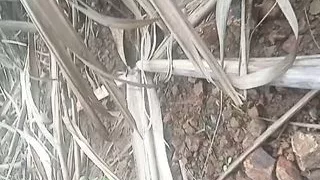 Ganne ke khet me jor jor se choda