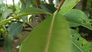 Indoan boy cock rub outdoor part 1