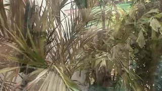 Blonde Shemale mit großem Schwanz liebt es, in den Arsch gefickt zu werden