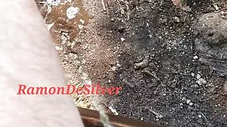 Meister Ramon pisst dekadent lässig von der Parkbank seinen göttlichen goldenen Champagner, Mund auf Sklave und schlucken und